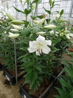 [5619 VH49 No01.JPG]